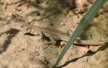 wild lizard Cyprus