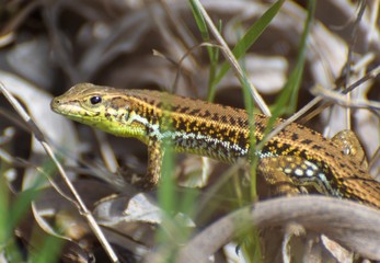 wild lizard Cyprus