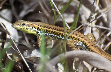 wild lizard Cyprus