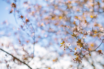 Many flowers blossoming on tree branches on a springtime season landscape