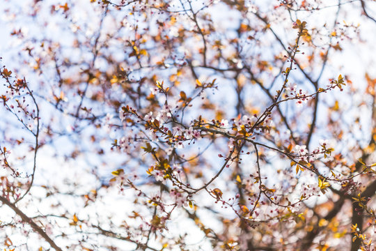 Many flowers blossoming on tree branches on a springtime season landscape