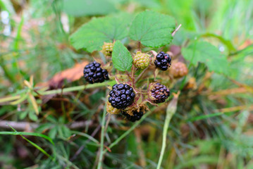 Wild blackberry fruit natural environment in the forest
