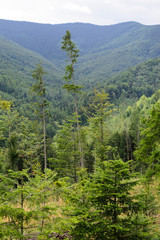 Fototapeta na wymiar Landscape forest and mountains