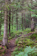 Landscape path in the wild forest