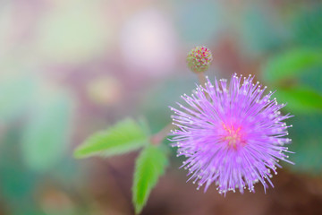 grass field outdoor by countryside for background