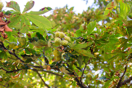 September thorny chestnuts hang on a tree
