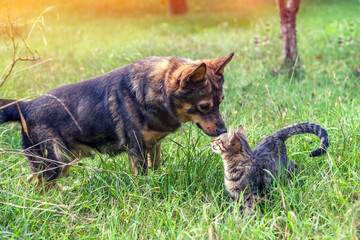 Dog and cat - best friends, walk in the grass in the garden in autumn