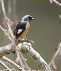 Daurian Redstart　bird