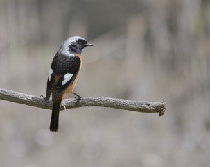 Daurian Redstart　bird