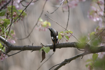 Daurian Redstart　bird