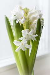 Developed white flowers of hyacinth.