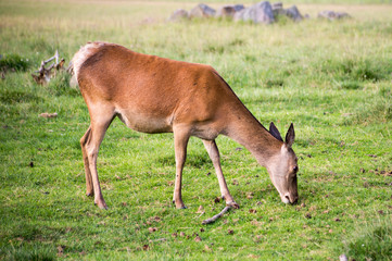 Obraz na płótnie Canvas Red deer in a country landscape