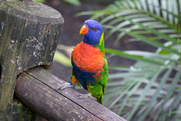 Bright and colorful lorikeet (Lorinae) sitting on a wooden pole