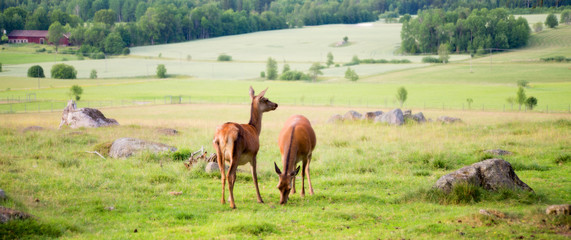 Red deer in a country landscape
