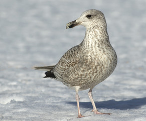 Herring gull