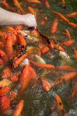 Obraz na płótnie Canvas Human hand feeding colorful Japanese carp fish in a pond. Koi carps crowding and competing for food.