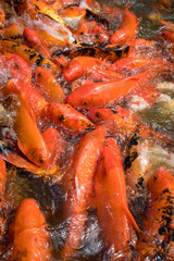 Obraz na płótnie Canvas Colorful Japanese carp fish in a pond. Koi carps crowding and competing for food.