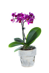 Naklejka na ściany i meble Purple orchid flower in plant pot isolated on white background