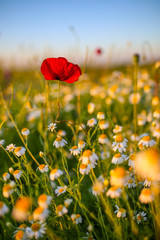 Solitary red poppy flower in the middle of a chamomile flower field