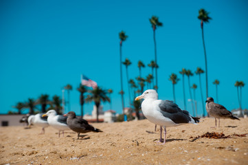 Seagulls on the beach around Long Beach, California. California is known as warm and nice wether.