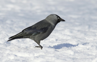 Jackdaw