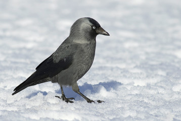 Jackdaw