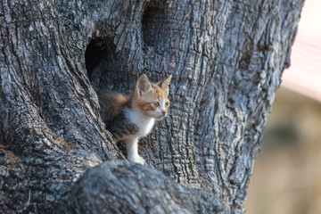 Katzen_Cats