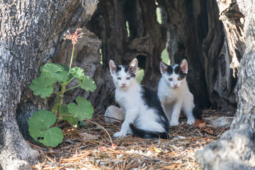 Katzen_Cats