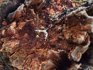 Old wood in the break