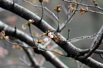ソメイヨシノ開花