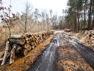 Kłody drewna ułożono na leśnej drodze oczekujące na wywóz © JDziedzic