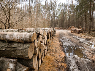 Kłody drewna ułożono na leśnej drodze oczekujące na wywóz © JDziedzic