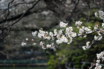 ソメイヨシノ開花