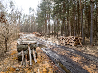 Kłody drewna ułożono na leśnej drodze oczekujące na wywóz © JDziedzic