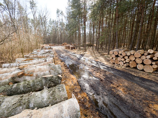 Kłody drewna ułożono na leśnej drodze oczekujące na wywóz - obrazy, fototapety, plakaty
