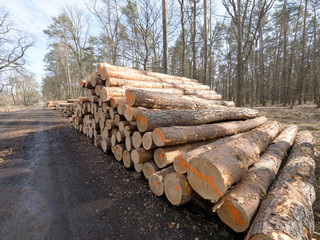 Kłody drewna ułożono na leśnej drodze oczekujące na wywóz © JDziedzic