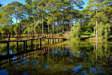Fototapeta premium bridge cross a lake in pine forest
