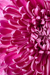 chrysanthemum  background