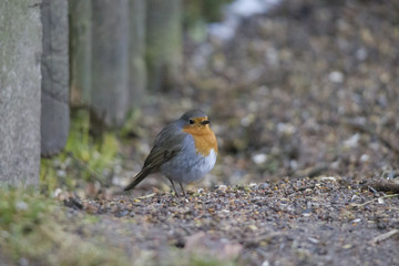 male robin sits at the ground
