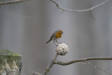 male robin sits at a branch
