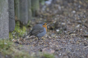 male robin sits at the ground