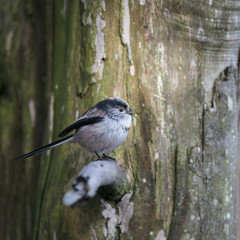Stunning portrait of Long Tailed Tit Aegithalos Caudatus bird in sunshine in woodland setting