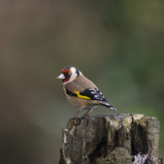 Stunning portrait of Goldfinch Carduelis Carduelis sitting in sunshine on branch of tree in woodland