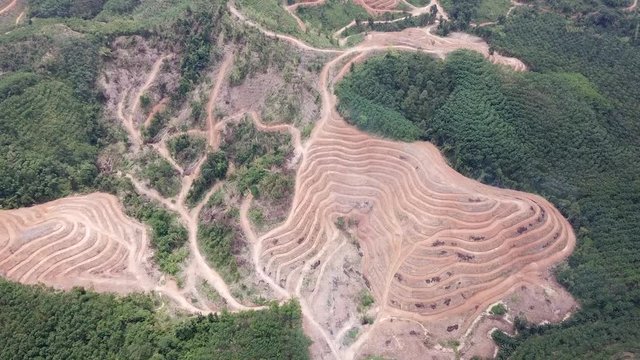 Deforestation - environmental destruction. Rainforest cuting down and burning forest trees