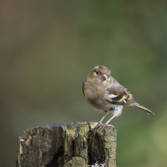 Stunning portrait of female Chaffinch Fringilla Coelebs in tree in woodland
