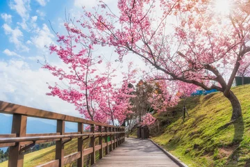 Foto auf Acrylglas Sakura, Cherry blossoms flower, Garden walk way with beautiful pink sukura full blooming branch tree background with sunny day in spring season, Thaiwan © sakarin14