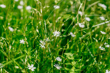field of green grass and white flowers