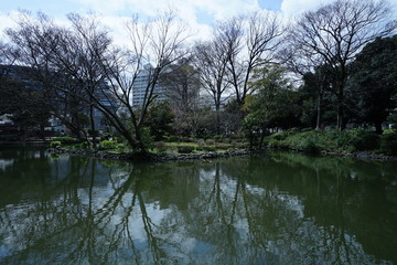 Fototapeta na wymiar 公園の木と光