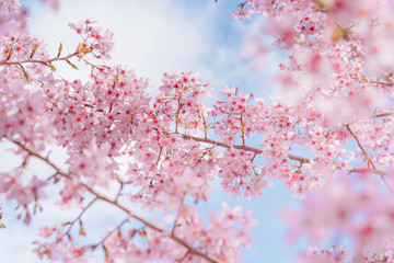 Sakura, Cherry blossoms flower, Close up beautiful pink sukura full bloom branch background with sunny day in spring season.