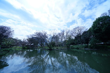 Obraz premium 公園の木と光